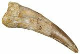 Large, Fossil Pterosaur (Siroccopteryx) Tooth - Morocco #354872-1